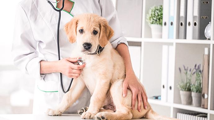 Valp hos veterinären