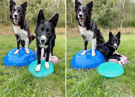 Stärk din hund med balansboll Stärk din hund med balansboll