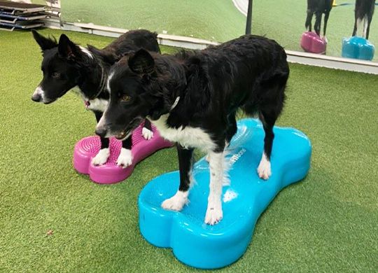 Stärk din hund med balansboll Stärk din hund med balansboll
