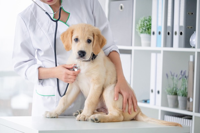 KlorhexidinShampo - Desinficerar och rengör skadad hud | Trikem Hundvalp hos veterinären