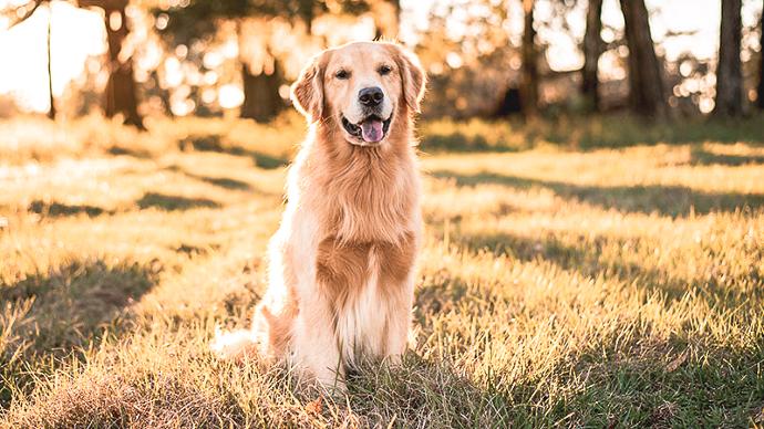 Fodertillskott för hundens mage och välmående | Trikem Golden retriever