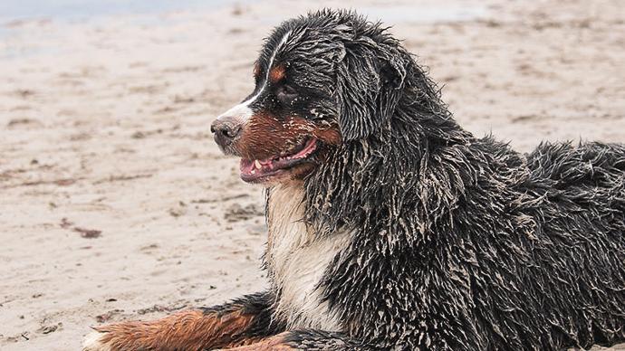 Vårdande produkter för hundens päls och tassar | Trikem Berner sennen hund på stranden