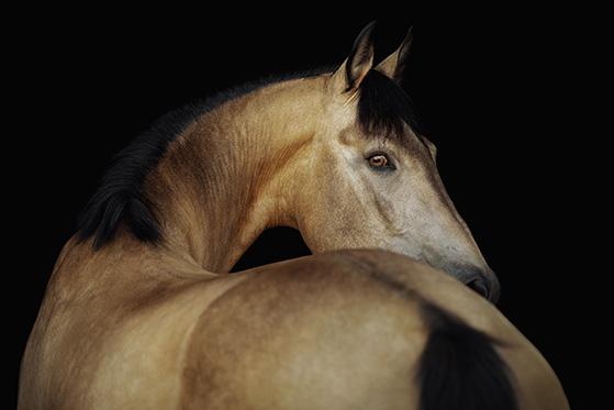 Horse Shampoo Aloe Vera - Shampoo för hästar med Aloe Vera | Trikem Borkfärgad häst
