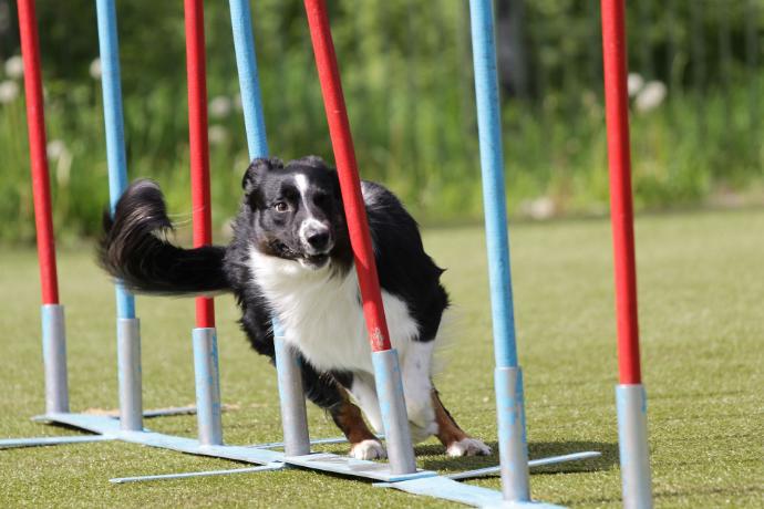Trikem Academy - Boka gratis rådgivning Hund som springer slalom